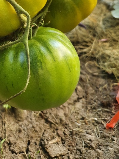 1333 Green Pineapple (Зелений Ананас)