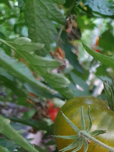 1333 Green Pineapple (Зелений Ананас)
