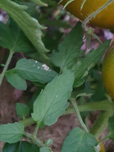 1333 Green Pineapple (Зелений Ананас)
