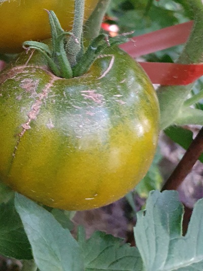 1333 Green Pineapple (Зелений Ананас)