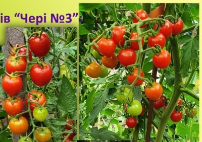 1257 Набір «Чері №3»