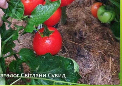 1222 Большой Бушмен