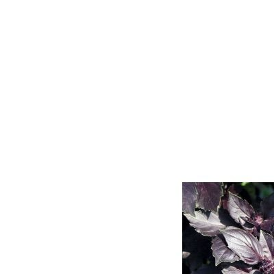 25176 Базилік червоний рубін 