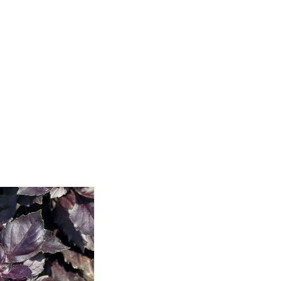 25176 Базилік червоний рубін 