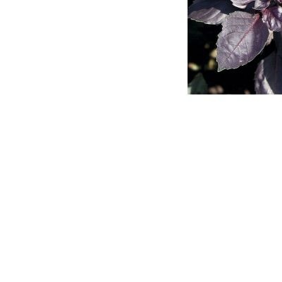 25176 Базилік червоний рубін 