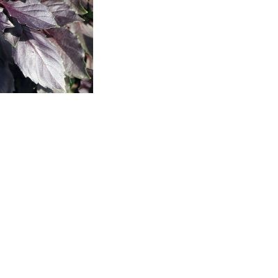 25176 Базилік червоний рубін 