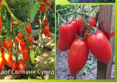 1210 Бонанза