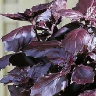 25176 Базилік червоний рубін 