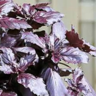 25176 Базилік червоний рубін 