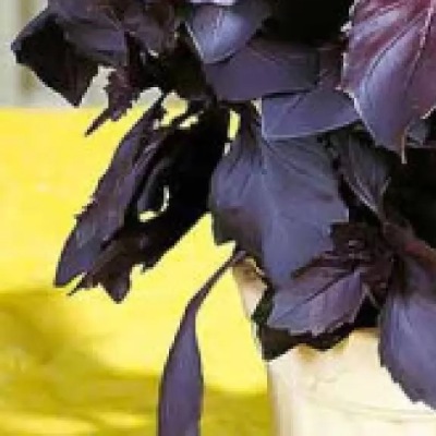 25176 Базилік червоний рубін 