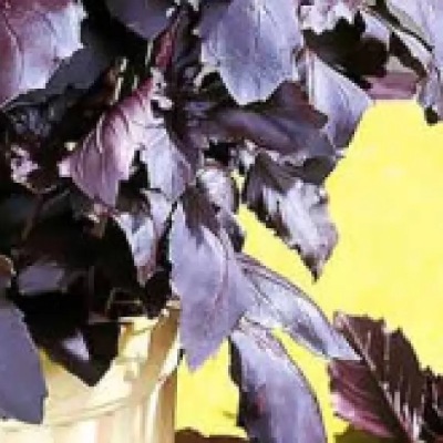 25176 Базилік червоний рубін 