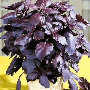  Базилік червоний рубін 